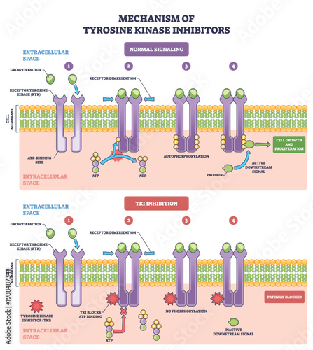 Tyrosine kinase inhibitor mechanism visualizes RTK signaling vs blockade, showing receptor dimer, ATP site, and inhibitor blocking phosphorylation to stop growth. Outline diagram