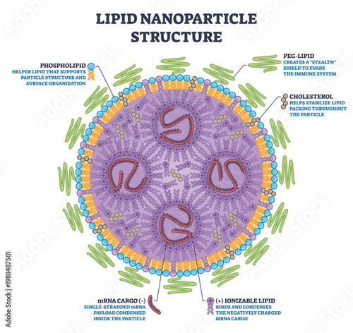 Lipid nanoparticle structure shows mRNA enclosed by ionizable lipids, cholesterol, and PEG-lipid in a carrier, key items, mRNA cargo, lipid shell, PEG-lipid. Outline diagram