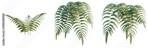 Obraz na plátne Cibotium barometz tree, elevation, front view, cutout, transparent background, i