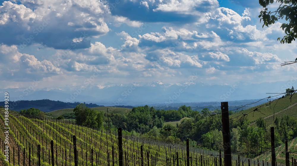 Obraz premium Landscapes of the Piedmontese Langhe and the vineyards in spring, after the grape harvest to produce the famous wines