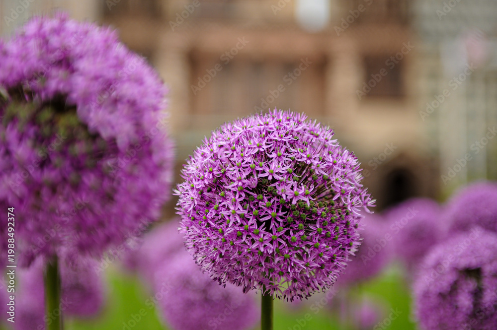 Obraz premium Purple Alliums Blooming in Front of Trinity Church 