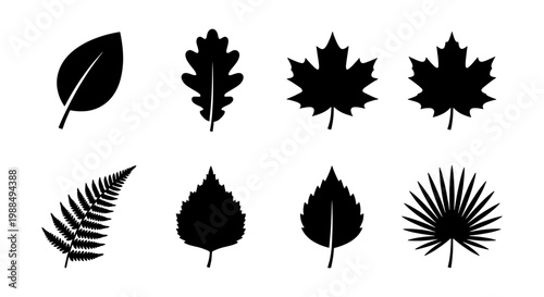 Black leaf silhouette icons set, 8 botanical foliage vector elements, minimalist maple and oak leaf shapes, tropical palm and fern leaf symbols