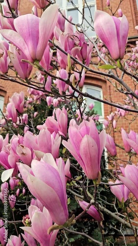 pink magnolia petals, closeup.  White and pink magnolia flowers during sunset in spring