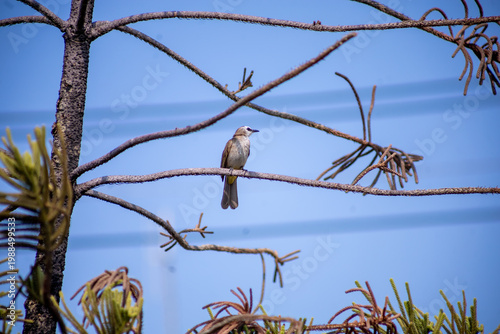 View of Zebra Dove, Barred Ground Dove on the Norfolk Island Pine branch, focus selective