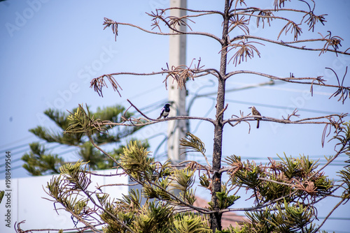 View of Zebra Dove, Barred Ground Dove on the Norfolk Island Pine branch, focus selective