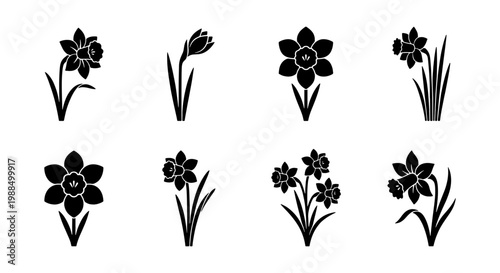 Daffodil flower silhouette icons set, black narcissus floral elements for spring design, collection of 8 botanical vector illustrations