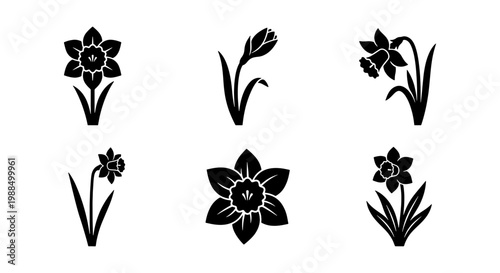 Daffodil flower icons set, black narcissus floral silhouettes, 6 spring blossom vector elements for garden branding and botanical design