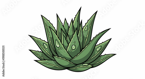 A spiky green aloe plant with water droplets on its leaves