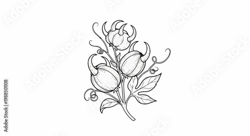 Delicate line art depicts a cluster of three bulbous, spiky seed pods on a stem