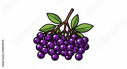 A bunch of dark purple berries with green leaves on a branch