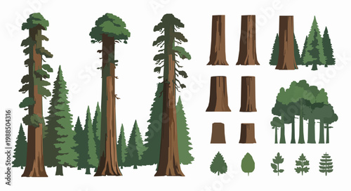 Redwood Tree Vector Illustration Set Sequoia Giganteum Tall Forest Nature Collection