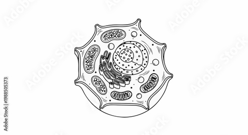 Detailed diagram of an animal cell showing its internal organelles