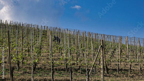 Landscapes of the Piedmontese Langhe and the vineyards in spring, after the grape harvest to produce the famous wines