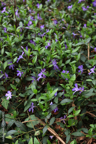 Meadow of purple periwinkle flowers in a forest on springtime. Vinca minor plant in bloom in Italy