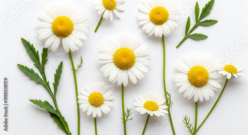 Delicate daisies a close up of white petals and bright yellow centers