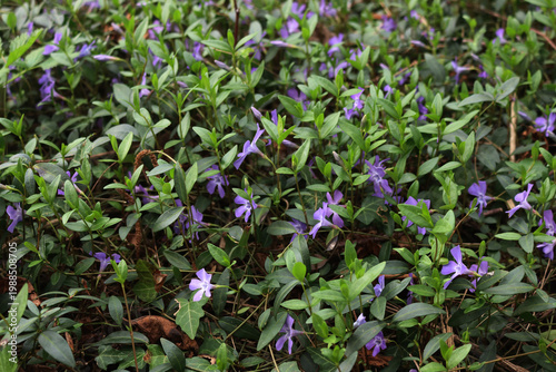 Meadow of purple periwinkle flowers in a forest on springtime. Vinca minor plant in bloom in Italy
