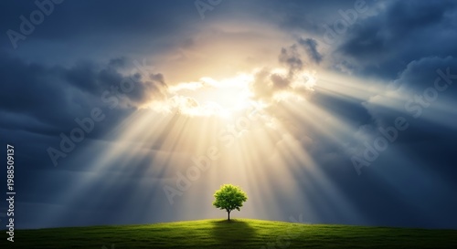 Lone tree under sunny stormy sky.