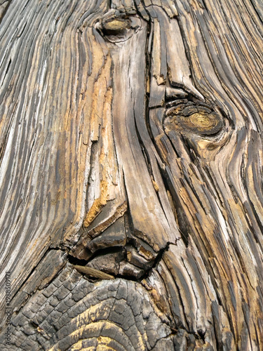 Facelike detail of a wooden plank along a weathered footbridge in a coastal nature preserve in Florida