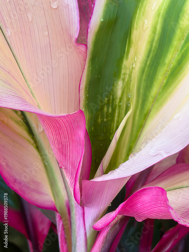 Ti plant (binomial name: Cordyline fruticosa ‘Bolero’), also known as palm lily and Hawaiian good luck plant, with morning dewdrops near the spear leaf (center shoot), in an ornamental Florida garden