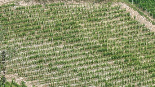 Landscapes of the Piedmontese Langhe and the vineyards in autumn, after the grape