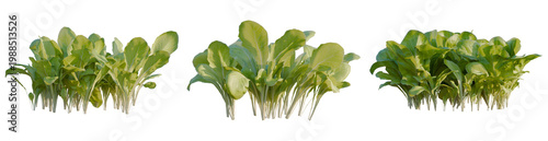 Foto Lactuca sativa tree, elevation, front view, cutout, transparent background, isol