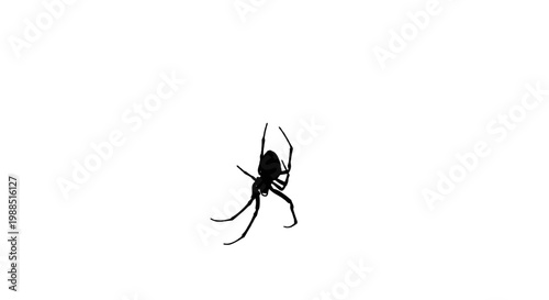 A black spider silhouette icon on a white background