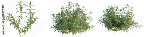 Fényképezés Salvia rosmarinus tree, elevation, front view, cutout, transparent background, i