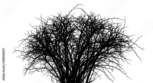 A minimalist vector graphic of a bare tree silhouette on a white background