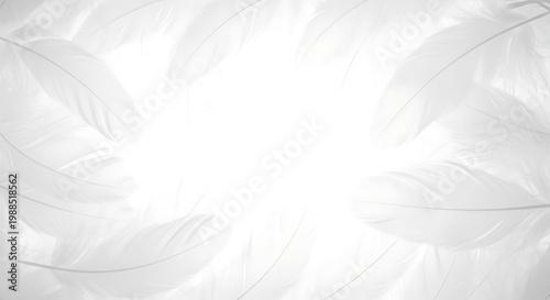 Soft white feathers background