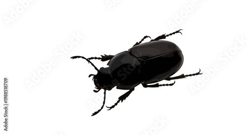 A black beetle with shiny exoskeleton and six legs on a white background