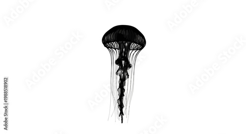 A minimalist black jellyfish vector illustration on a white background