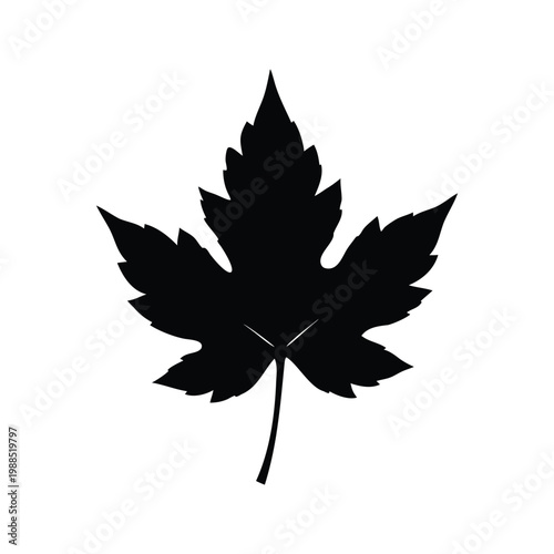 A single black and white maple leaf with detailed edges silhouette vector illustration, palmate leaf silhouette vector illustration