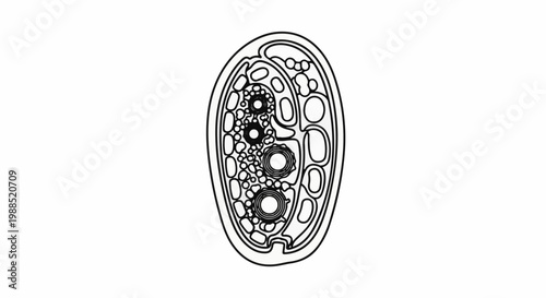 Abstract internal structure with circular and oval compartments