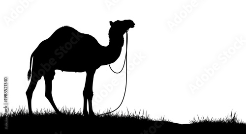 A black silhouette of a camel standing on grass with a rope around its neck against a white background