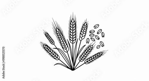 Artistic sketch of wheat stalks and grains on white background