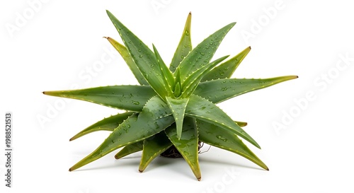 Aloe vera plant with green leaves.