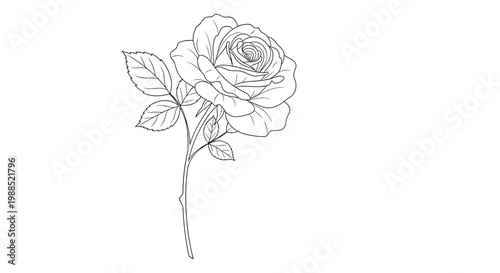 Detailed black and white line art illustration of a single blooming rose with leaves and stem isolated on a plain white background for design.