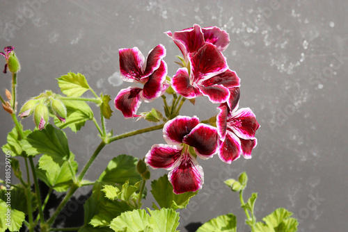 blooming royal pelargonium at home