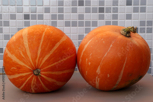 two ripe orange pumpkins lie on the table