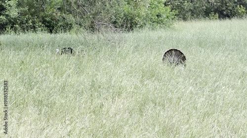 Tom turkeys in breeding display in tall grasses	