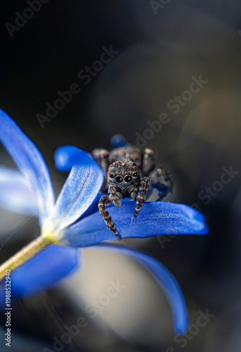 A spider on a flower