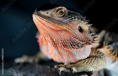bearded dragon
