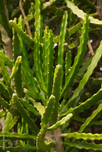 Bild auf Leinwand valleybush euphorbia or large-toothed euphorbia (Euphorbia grandidens)