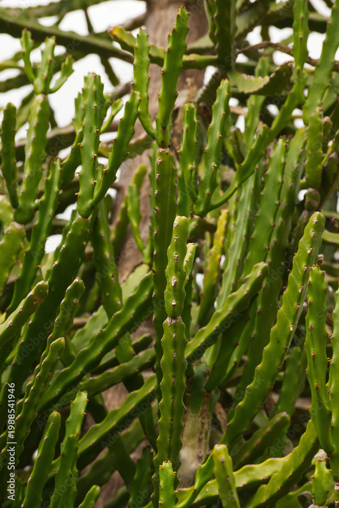 Ταπετσαρία valleybush euphorbia or large-toothed euphorbia (Euphorbia grandidens)