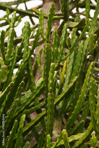 Bild auf Leinwand valleybush euphorbia or large-toothed euphorbia (Euphorbia grandidens)