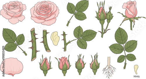 Pink Rose Botanical Parts Vector Set with Bloom Bud Stem Leaf Thorn and Root