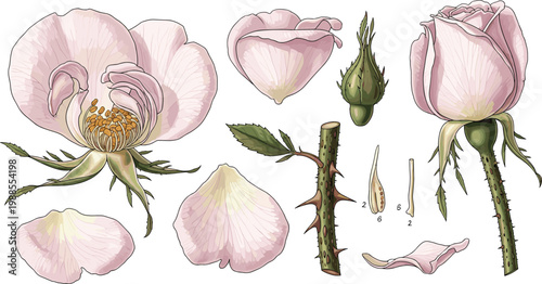 Pink Rose Anatomy Botanical Illustration Vector Set with Petals Bud Stem Thorns