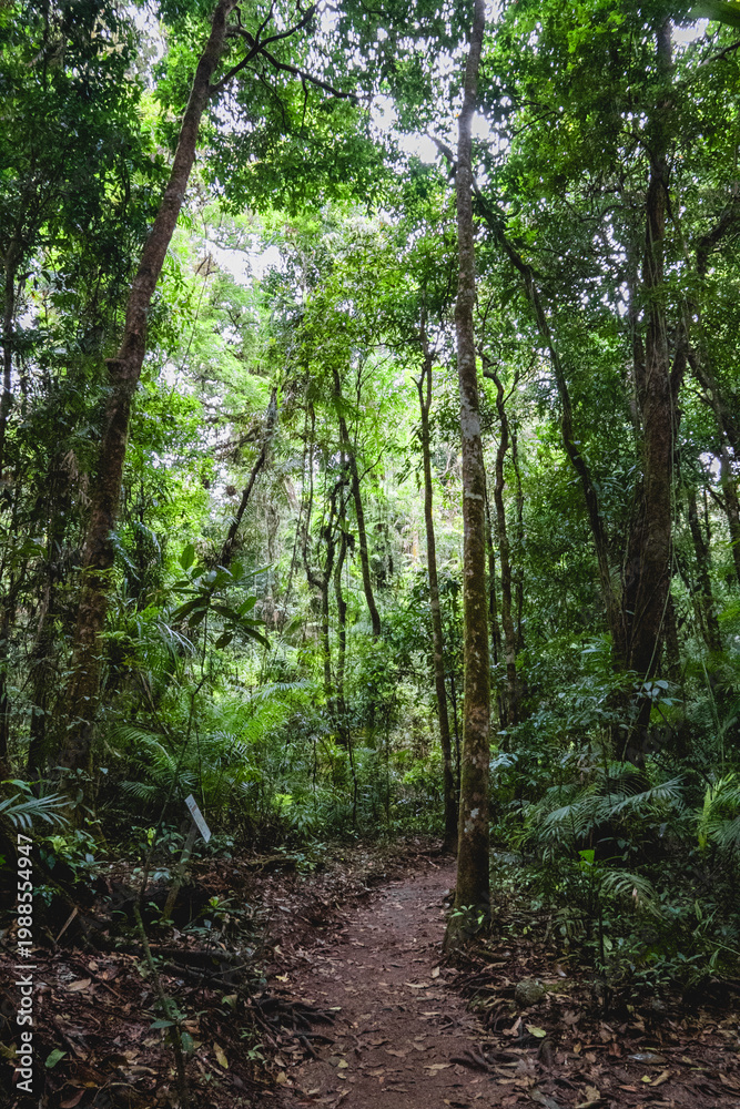 Obraz premium Mossman Gorge, rainforest area within the Daintree National Park, Shire of Douglas, Queensland, Australia