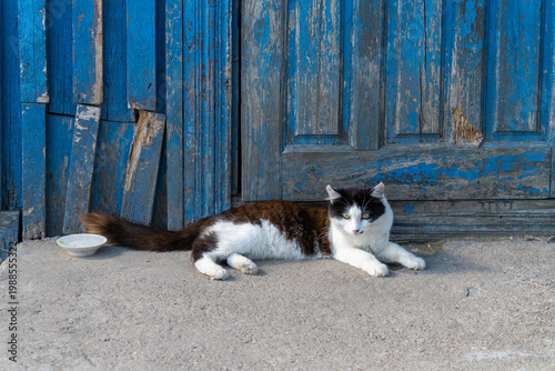 Wallpaper Mural Lone black and white stray cat with yellow-green eyes lying on gray concrete step Torontodigital.ca