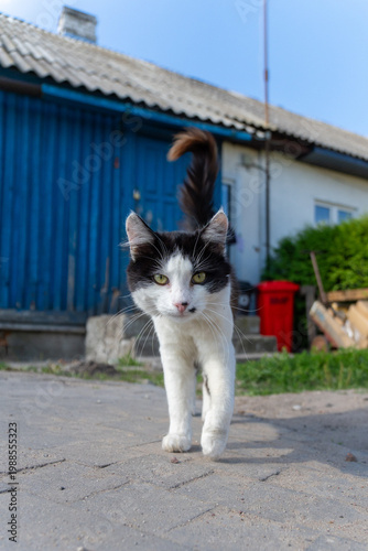 Wallpaper Mural A black and white tuxedo cat walking forward on a paved path Torontodigital.ca